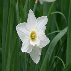 Narciso de trombeta 'Mount Hood'